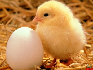 chick-with-egg-amazing-hd-wallpaper